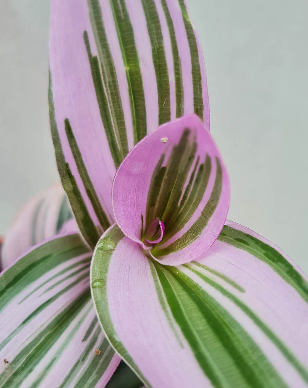 | Tradescantia blossfeldiana 'Nanouk' ·