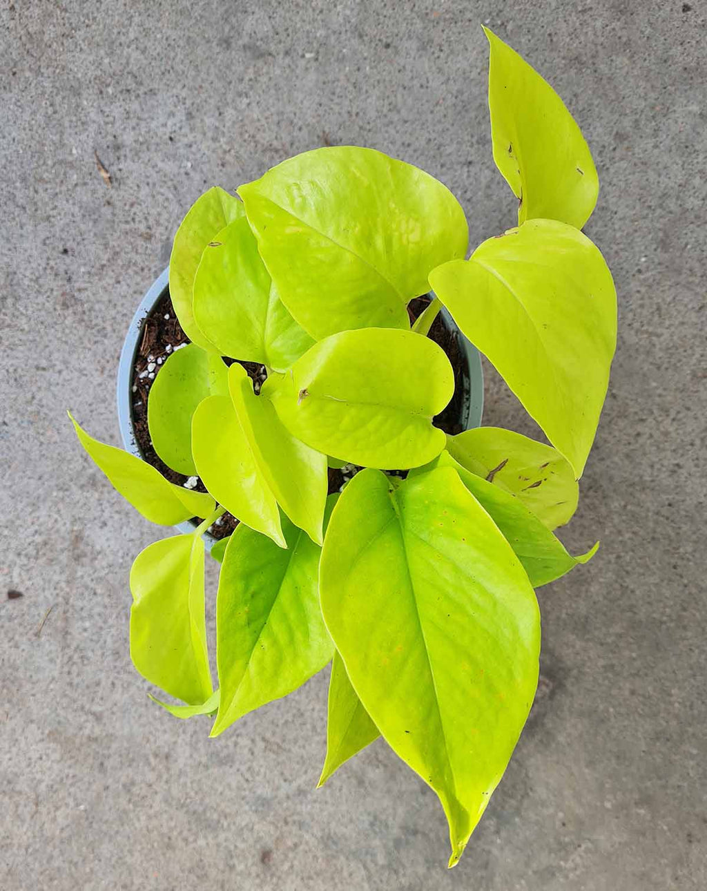 · Epipremnum — aureum ‘Neon’ |