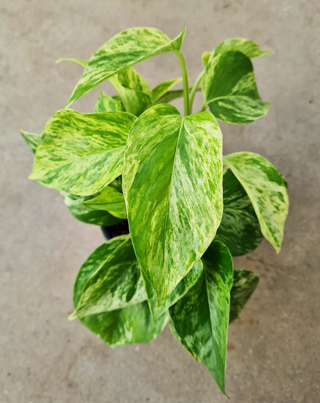 — Epipremnum aureum 'Marble Queen' |