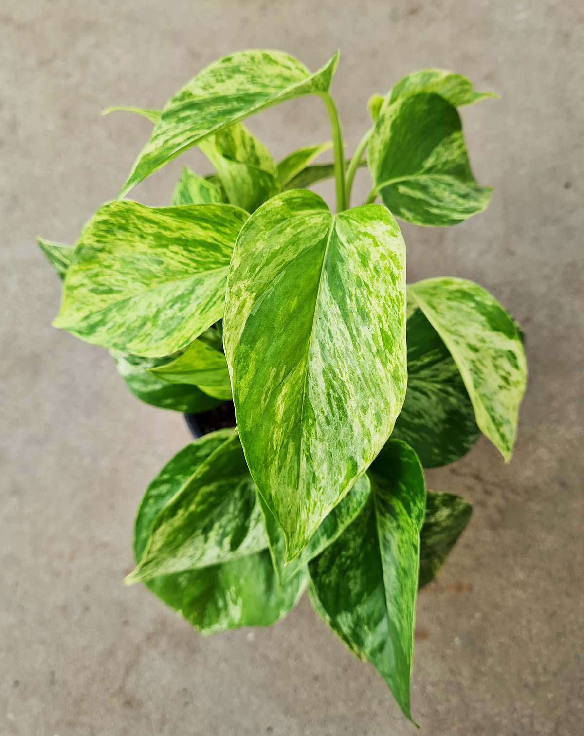 — Epipremnum aureum 'Marble Queen' |