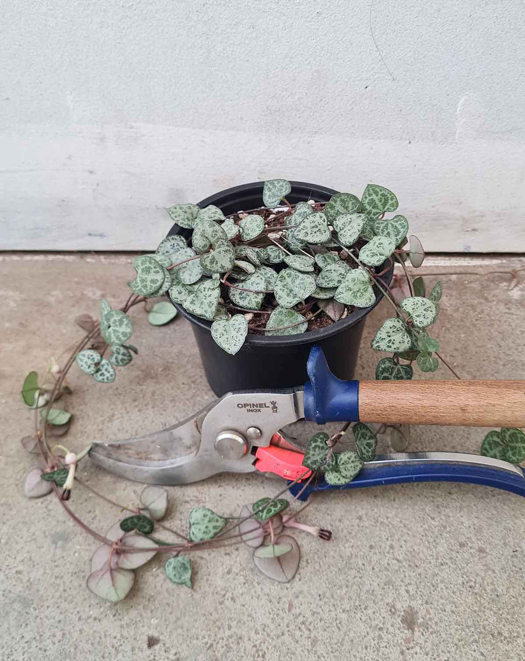 Ceropegia — woodii ·