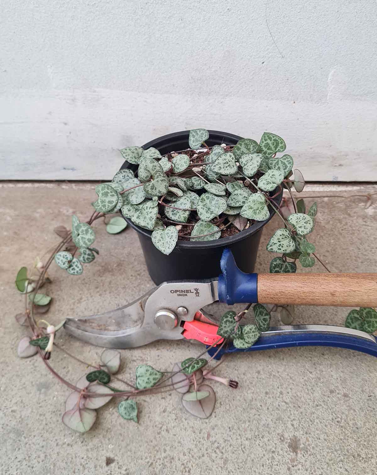 Ceropegia — woodii ·