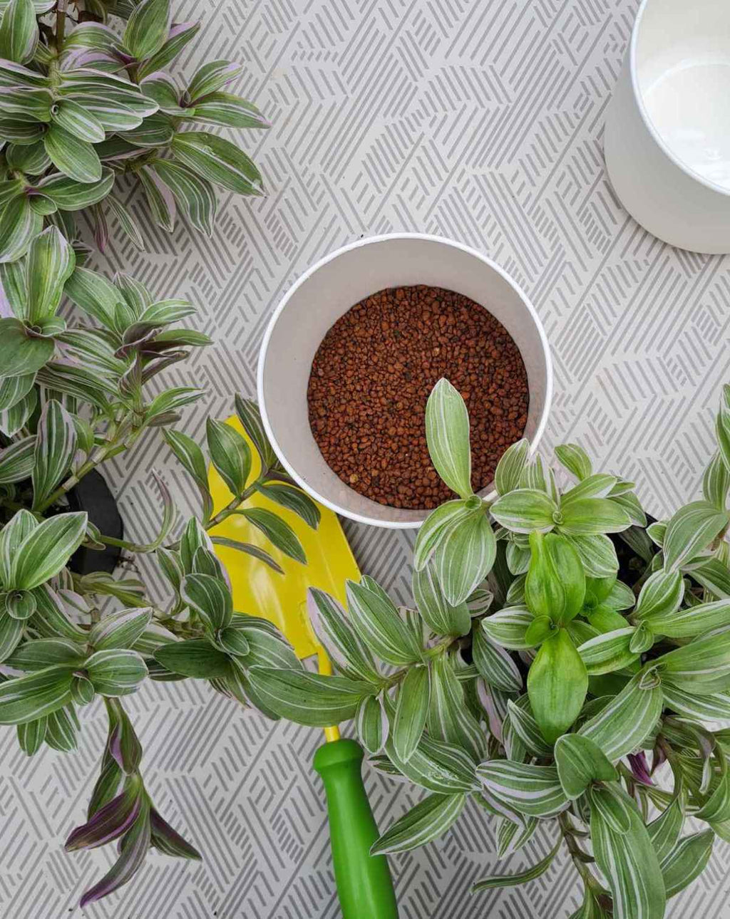 | DOCTEUR · PLANTES —