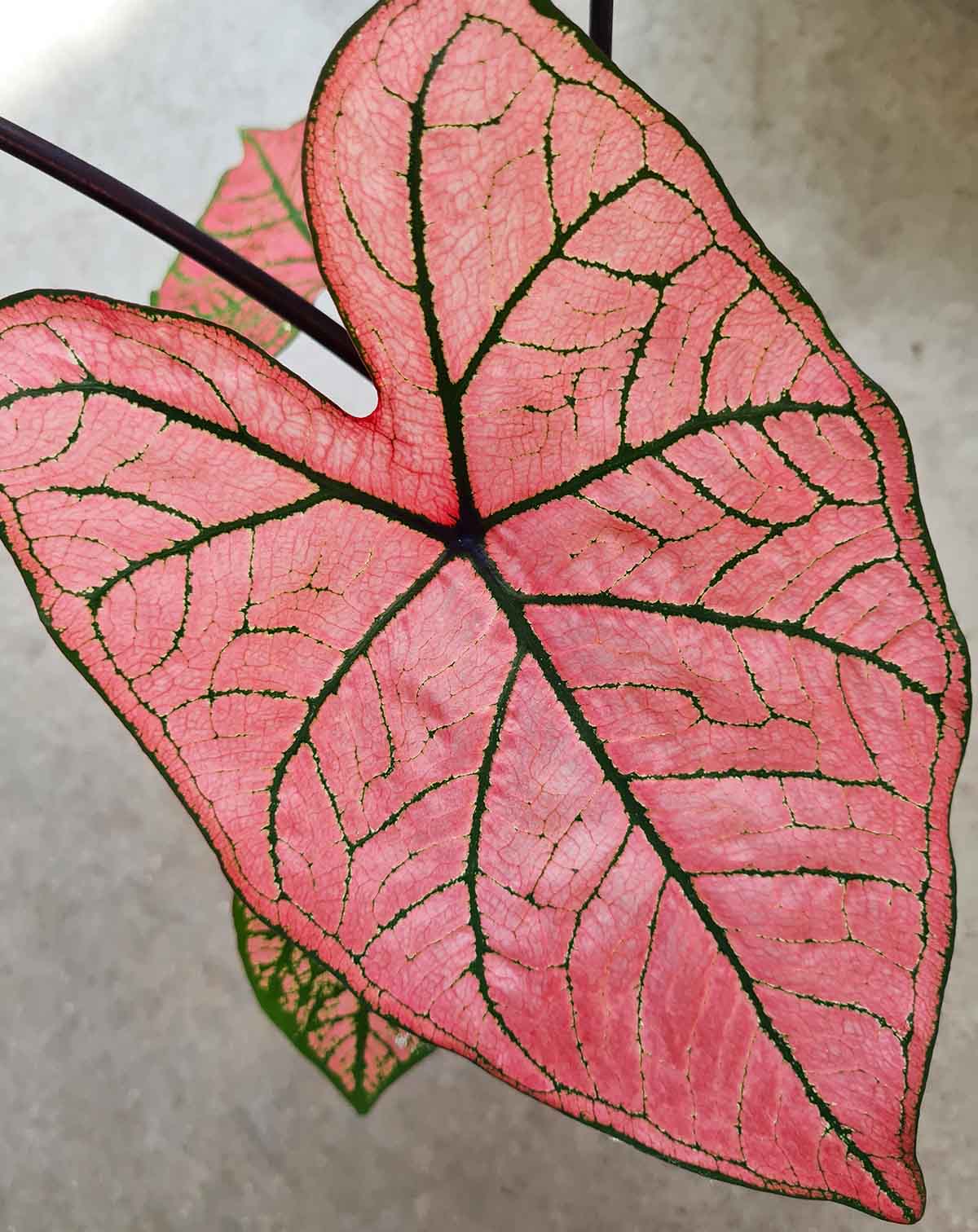 | Caladium 'Spring Fling' —