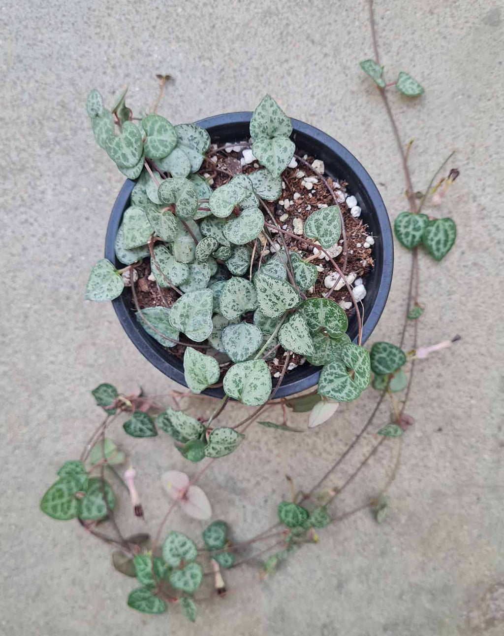 Ceropegia — woodii ·