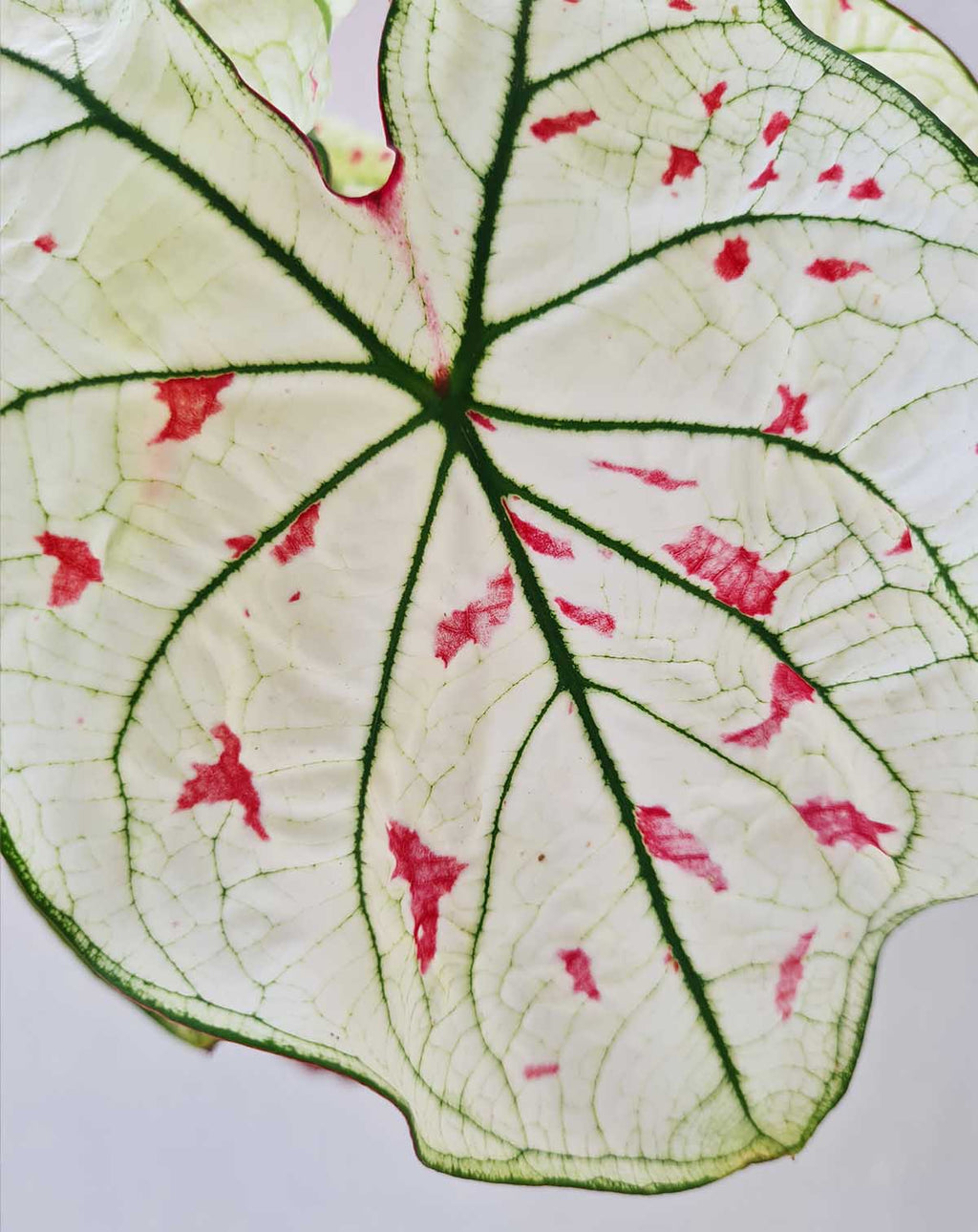 | Caladium 'Strawberry Star' ·