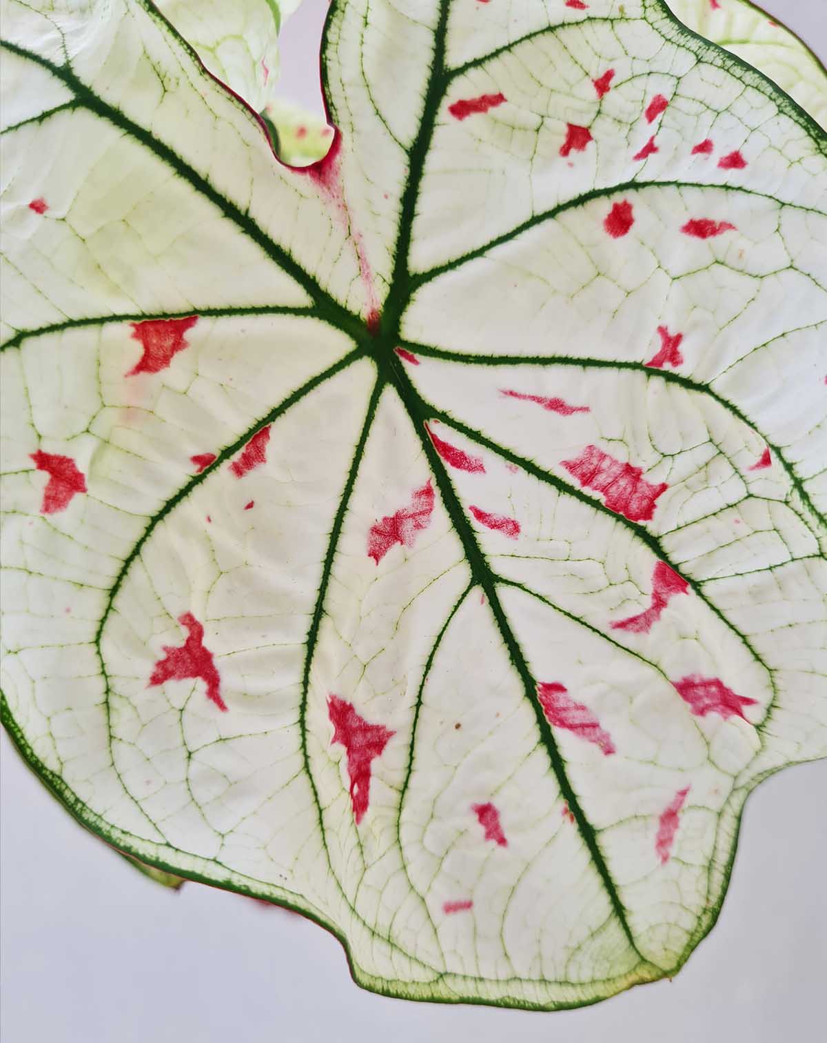 | Caladium 'Strawberry Star' ·