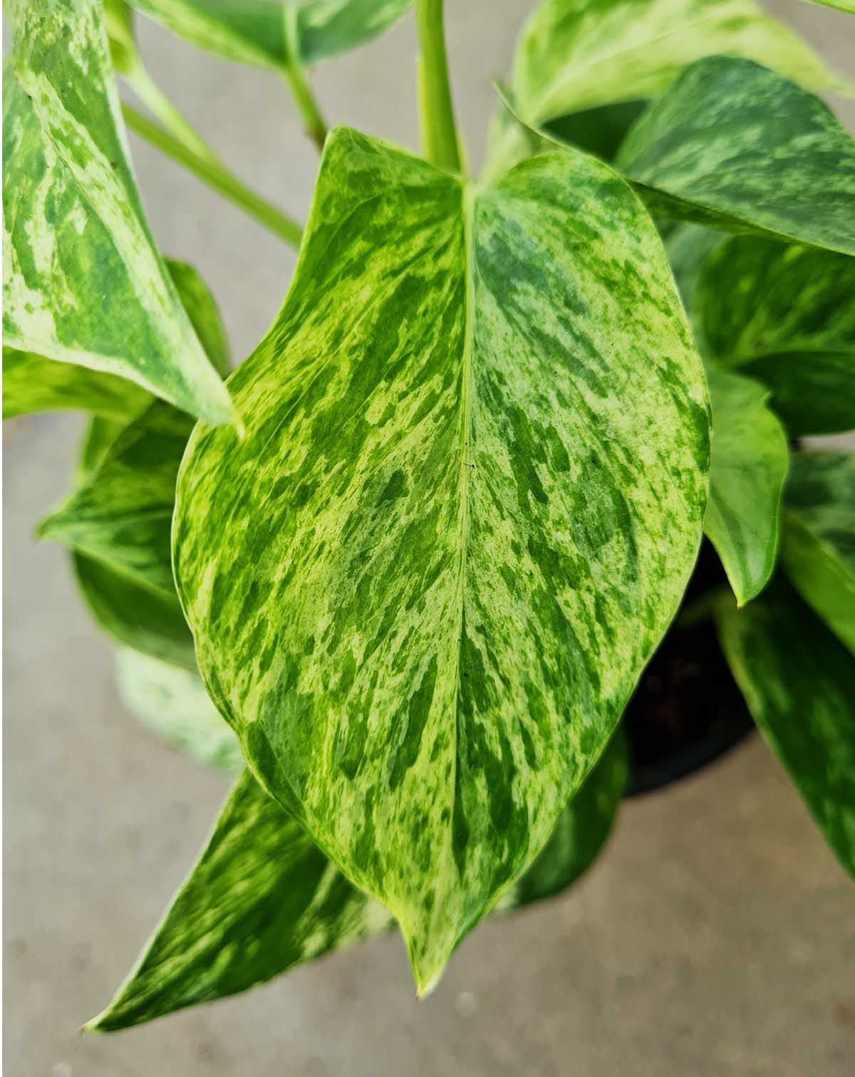 — Epipremnum aureum 'Marble Queen' |