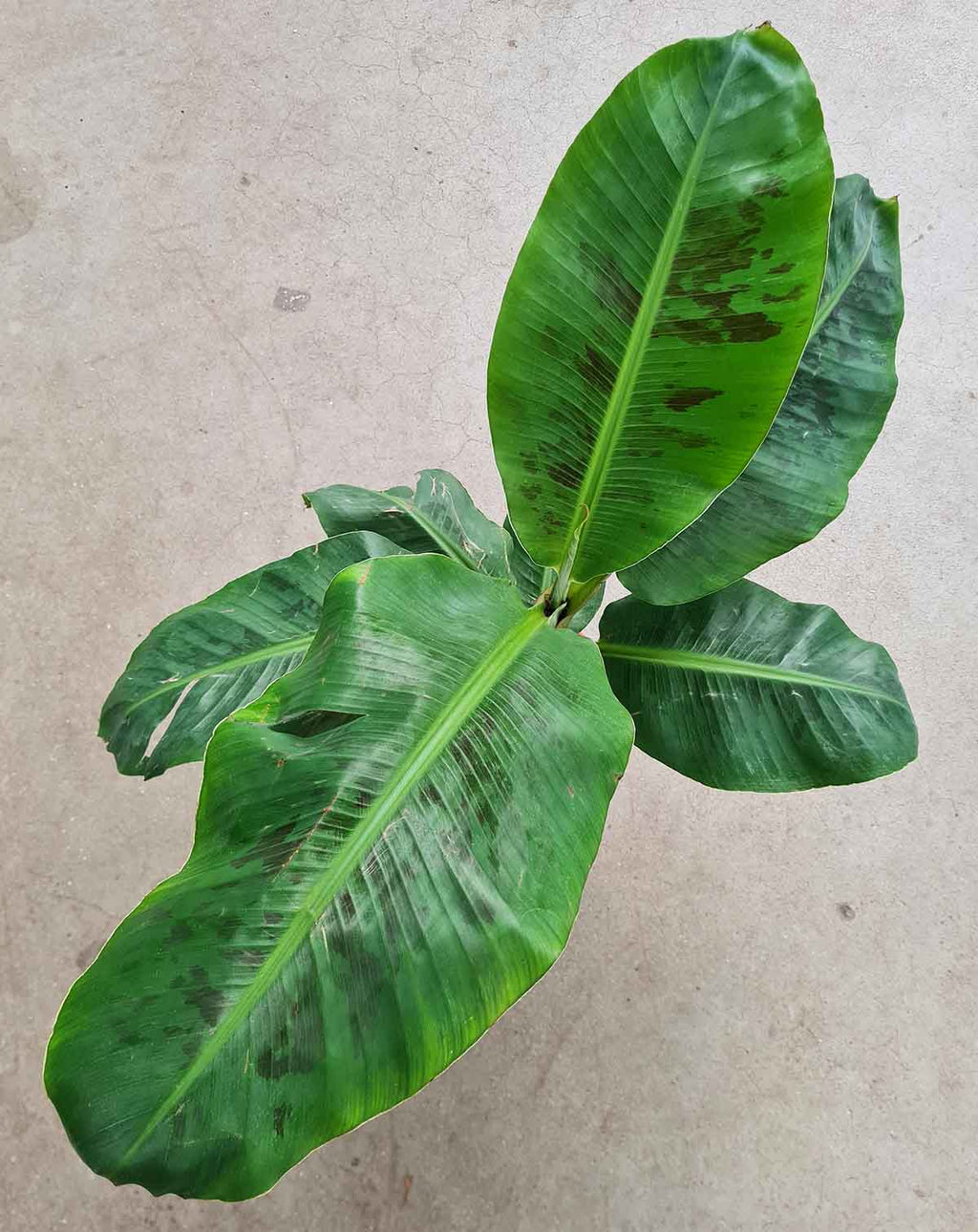 | Musa · acuminata 'Dwarf Cavendish' - Bananier d'intérieur