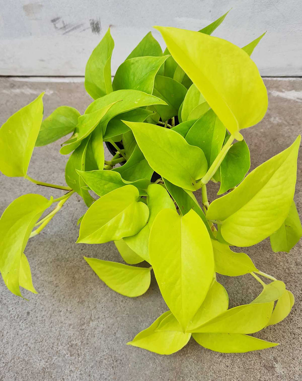 · Epipremnum — aureum ‘Neon’ |