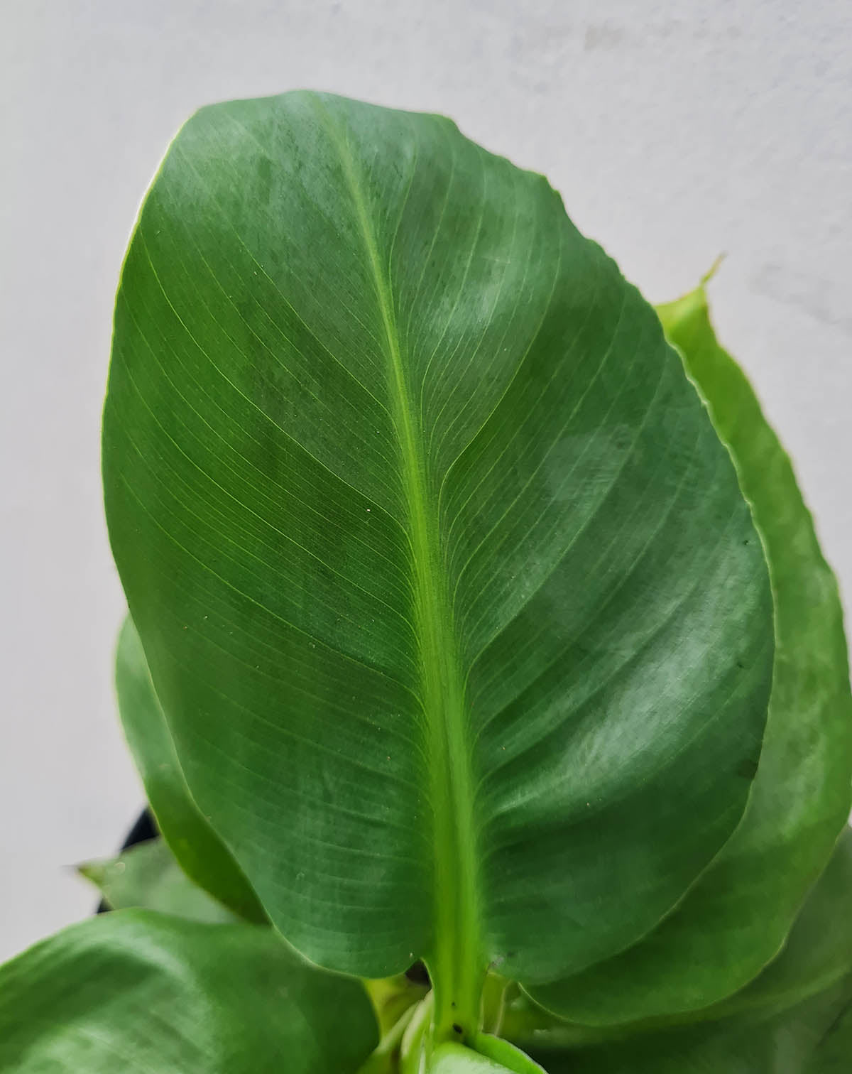 | Musa · acuminata 'Dwarf Cavendish' - Bananier d'intérieur