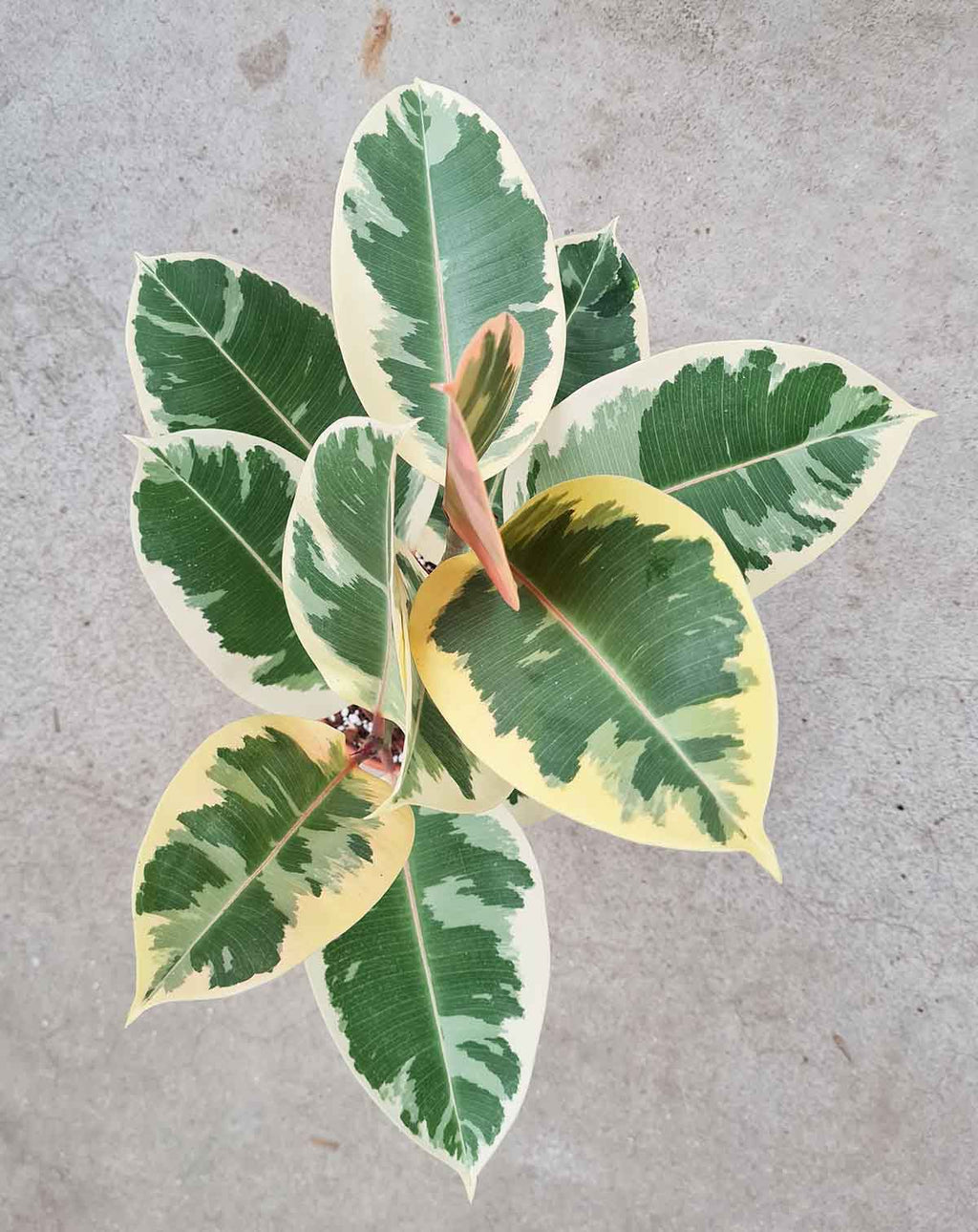 — Ficus elastica 'Belize' ·