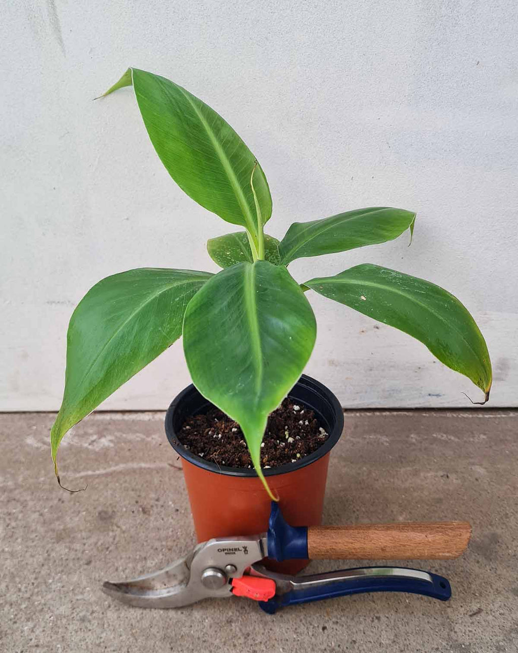 | Musa · acuminata 'Dwarf Cavendish' - Bananier d'intérieur