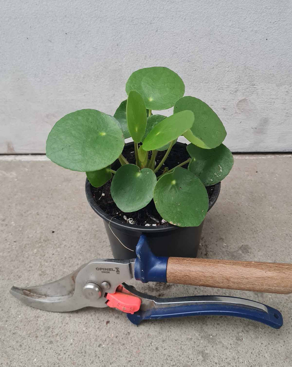 Pilea | peperomioides —