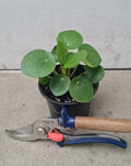 Pilea | peperomioides —