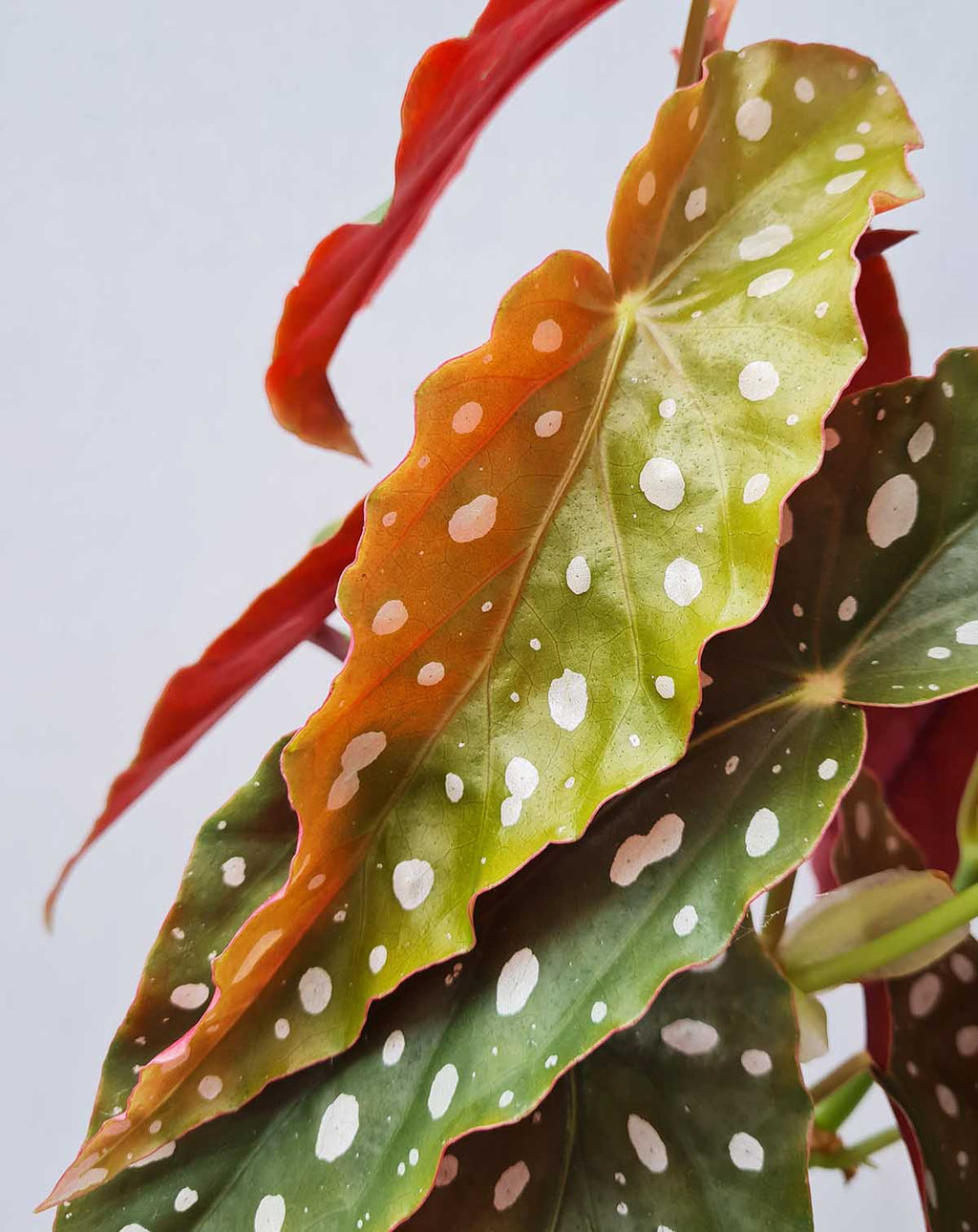 · Begonia maculata —