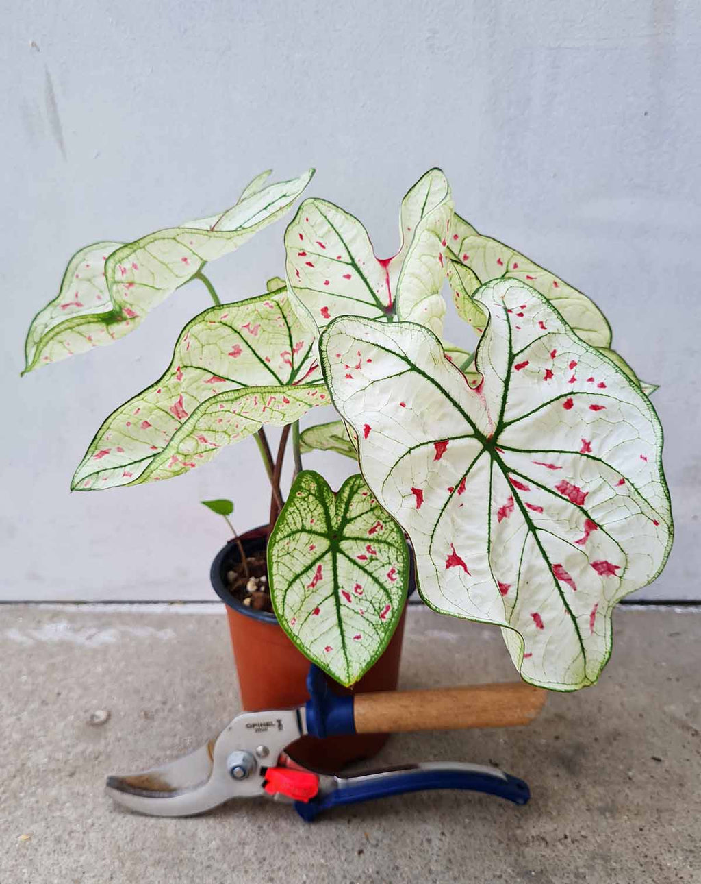 | Caladium 'Strawberry Star' ·