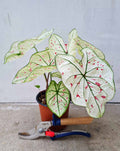 | Caladium 'Strawberry Star' ·