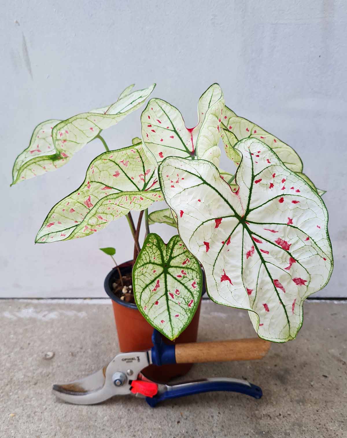 | Caladium 'Strawberry Star' ·