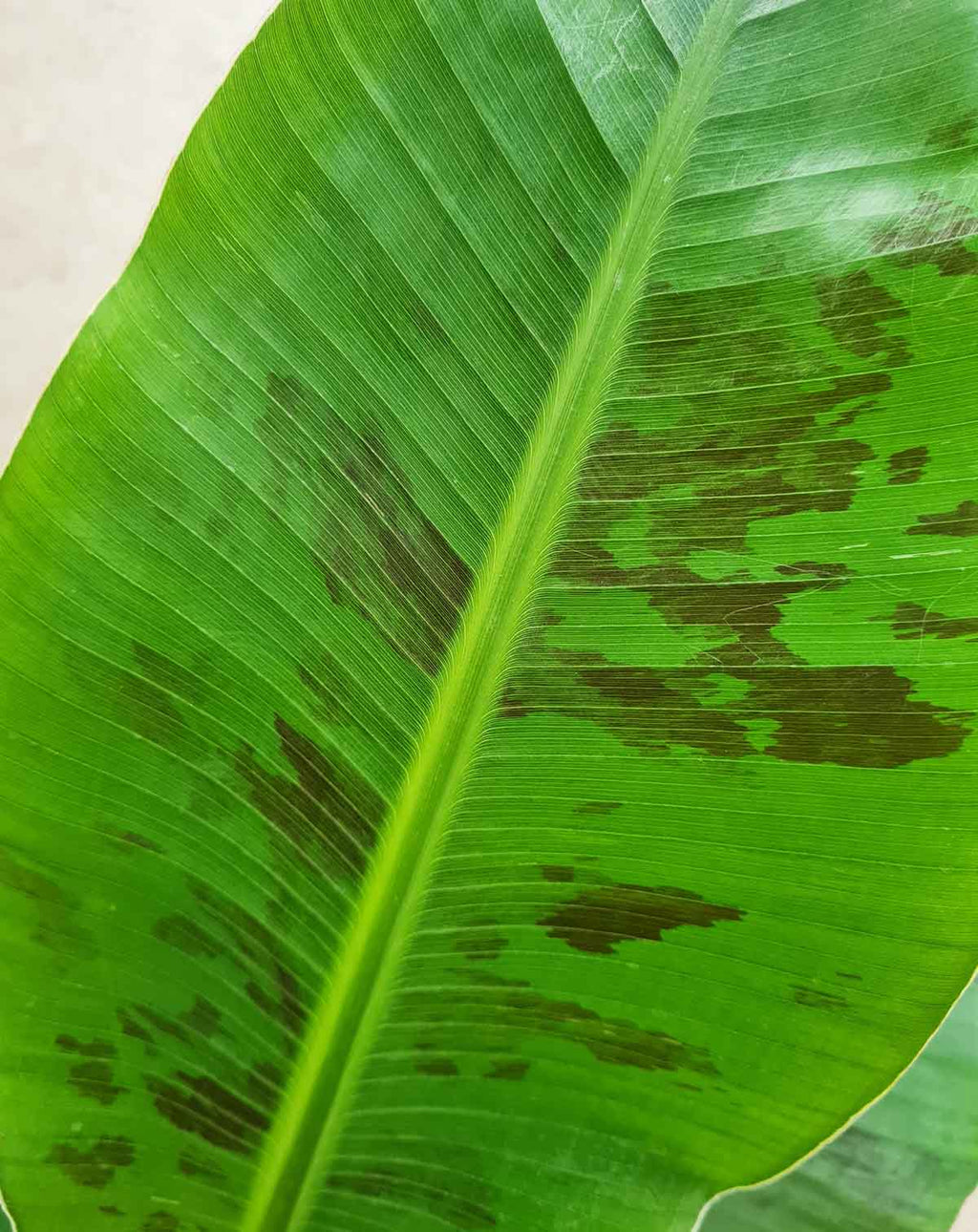 | Musa · acuminata 'Dwarf Cavendish' - Bananier d'intérieur