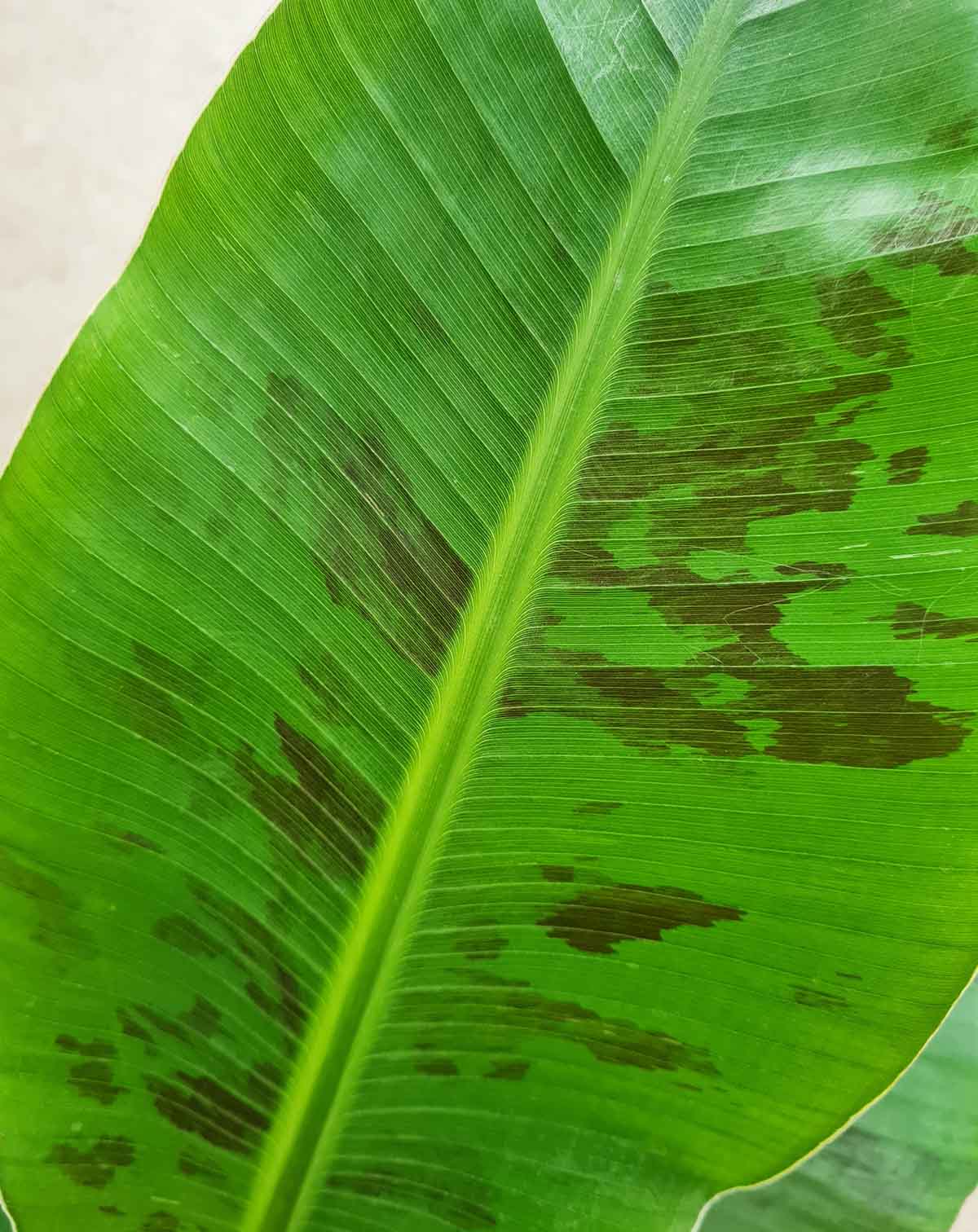 | Musa · acuminata 'Dwarf Cavendish' - Bananier d'intérieur