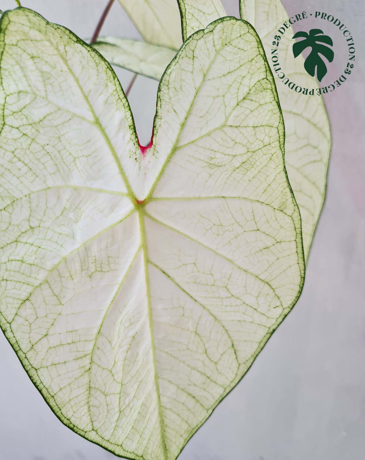 · Caladium 'Florida 'Moonlight' |