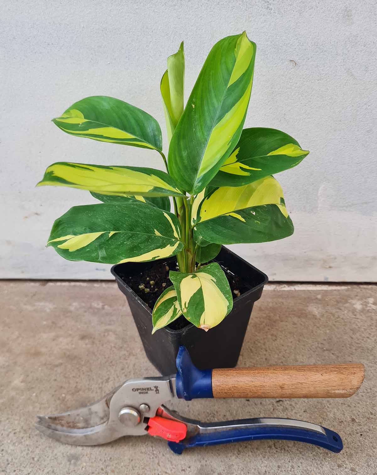 — Ctenanthe · lubbersiana 'Golden Mosaic' |