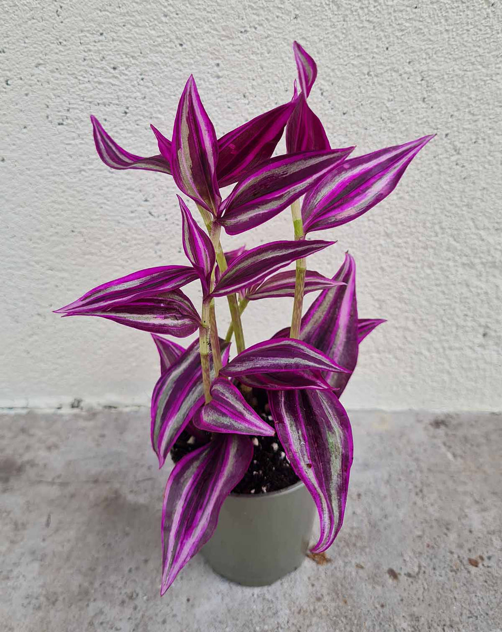 | Tradescantia — zebrina 'Pink Paradise' ·