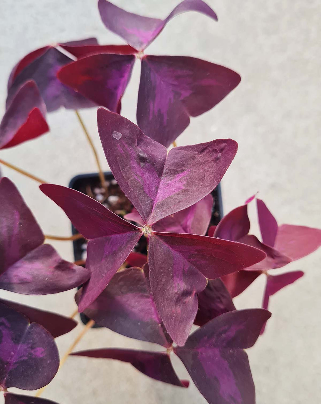 Oxalis — triangularis ·