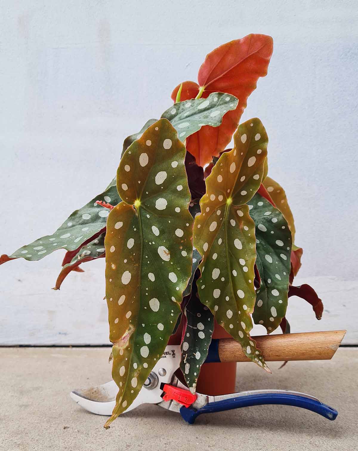 · Begonia maculata —