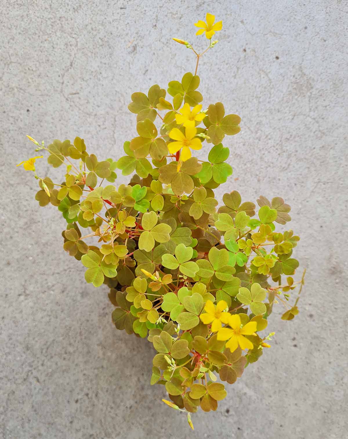 · Oxalis | vulcanicola 'Sunset Velvet' —