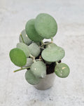 · Xerosicyos danguyi —