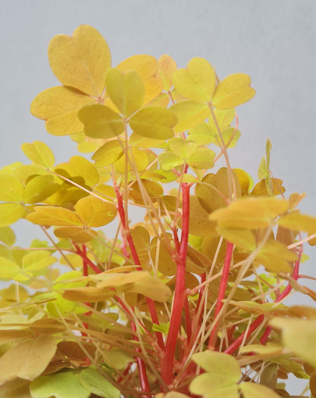 · Oxalis | vulcanicola 'Sunset Velvet' —