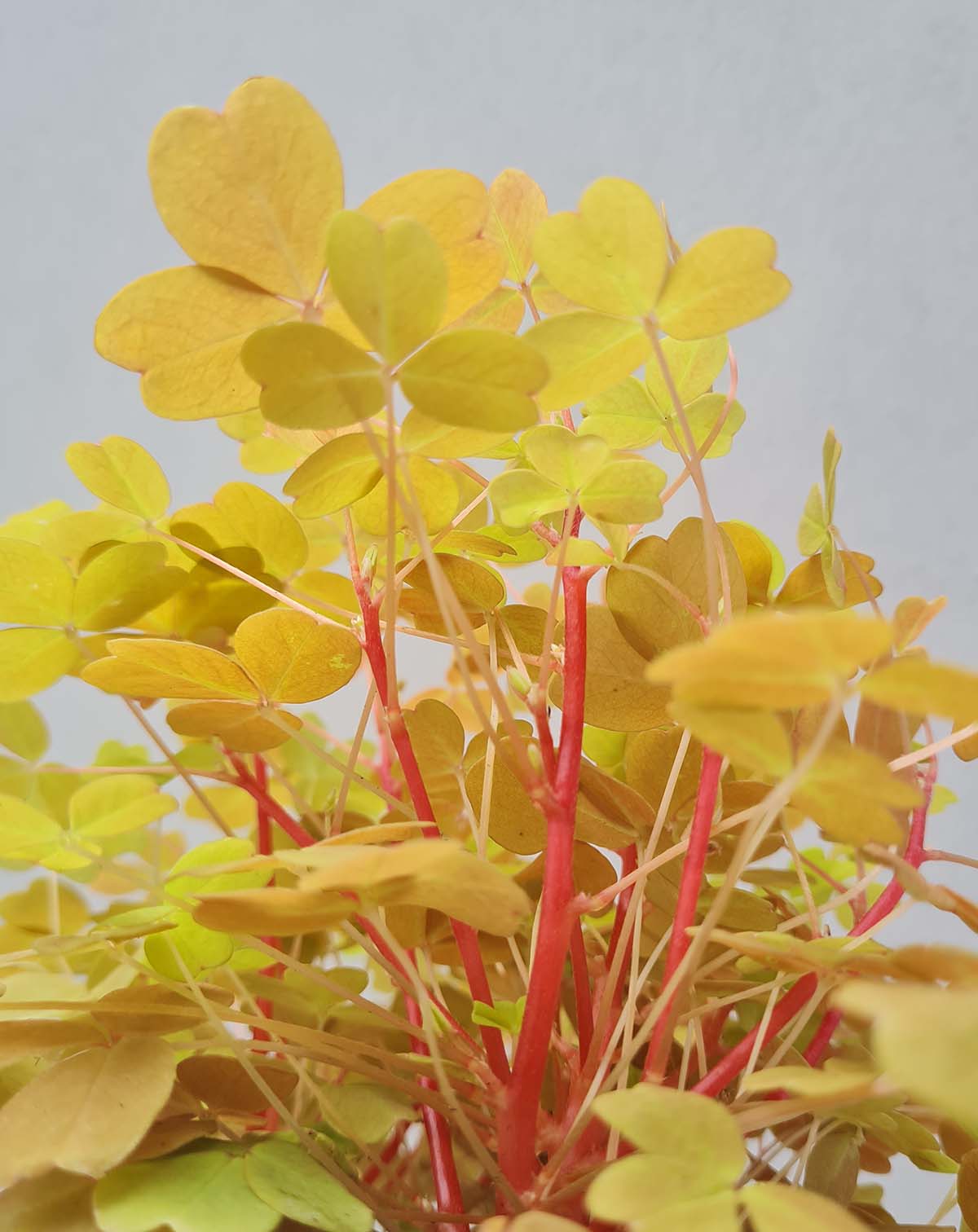 · Oxalis | vulcanicola 'Sunset Velvet' —