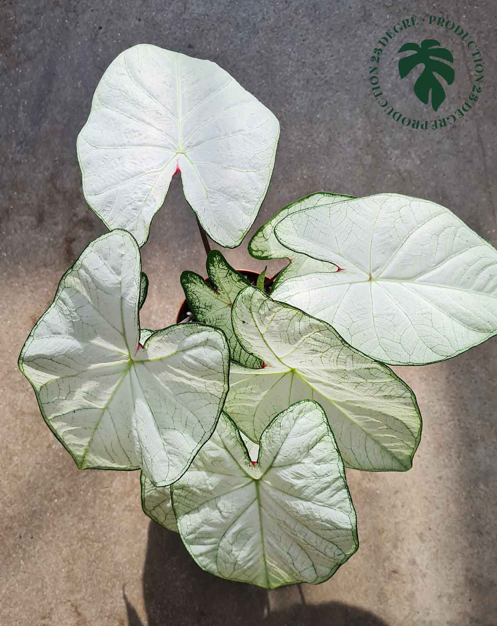 · Caladium 'Florida 'Moonlight' |