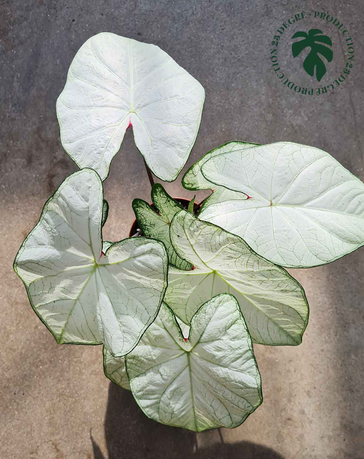 · Caladium 'Florida 'Moonlight' |