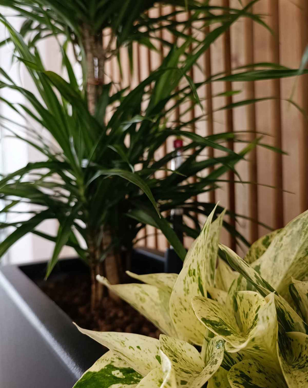 Entretien de vos plantes