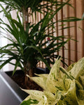 Entretien de vos plantes