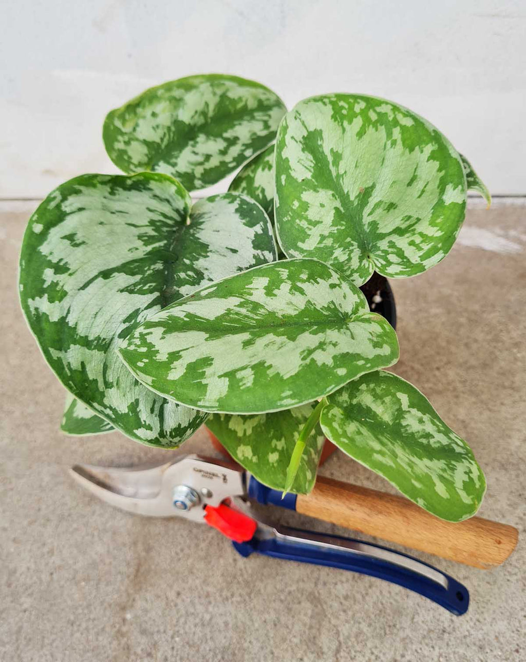 — Scindapsus | pictus 'Trebie' ·