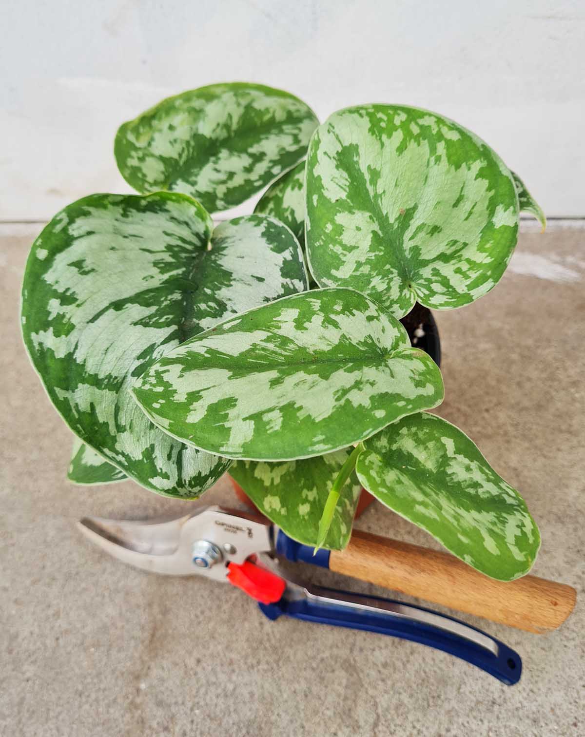 — Scindapsus | pictus 'Trebie' ·