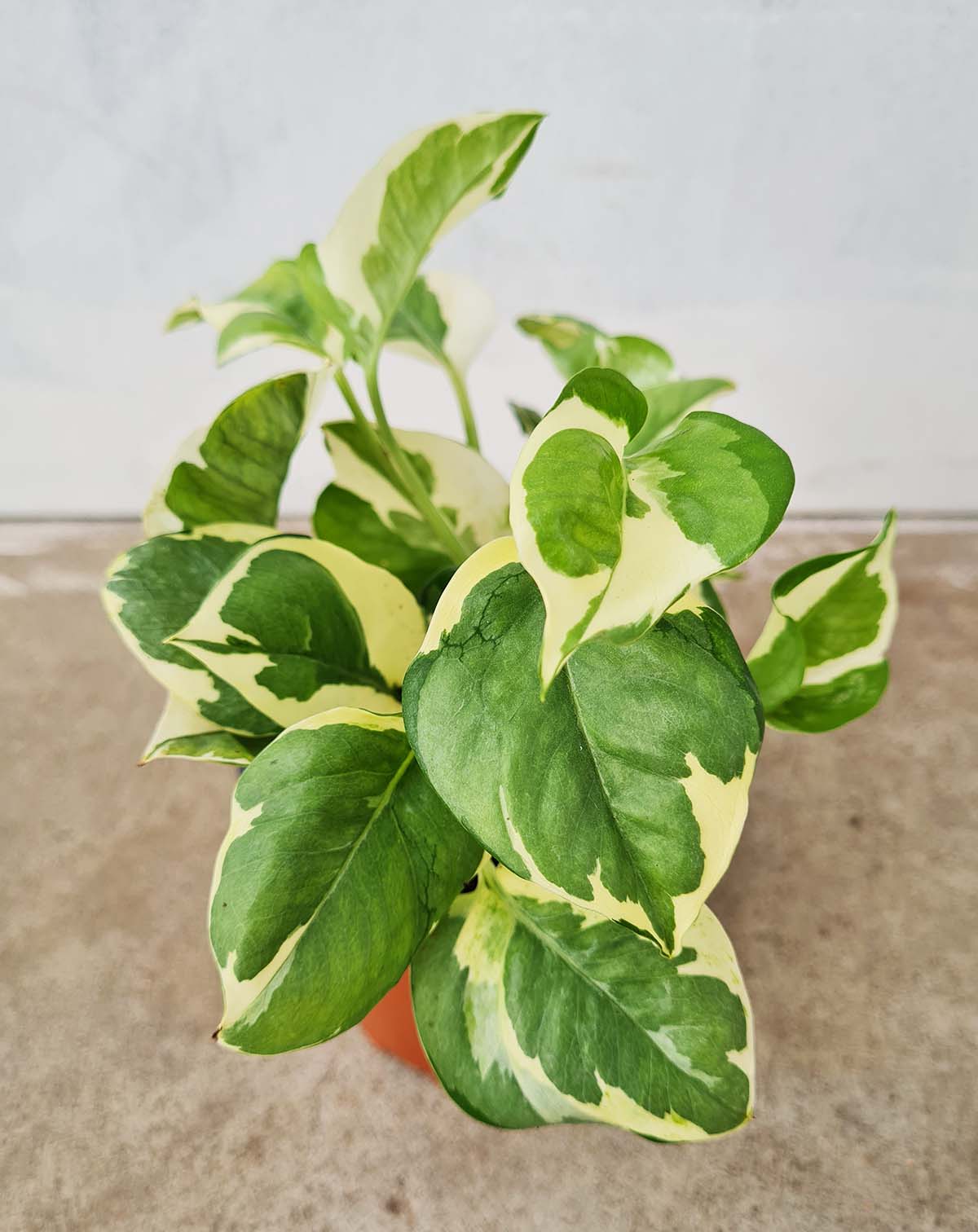 · Epipremnum — aureum 'N'joy' |