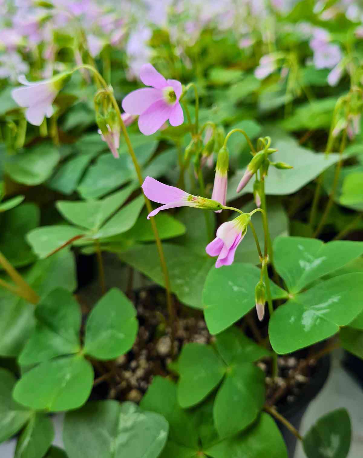 Oxalis — triangularis ·