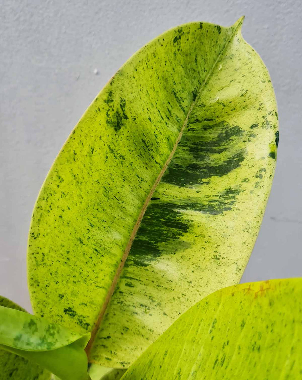 | Ficus Shivereana Moonshine’ —