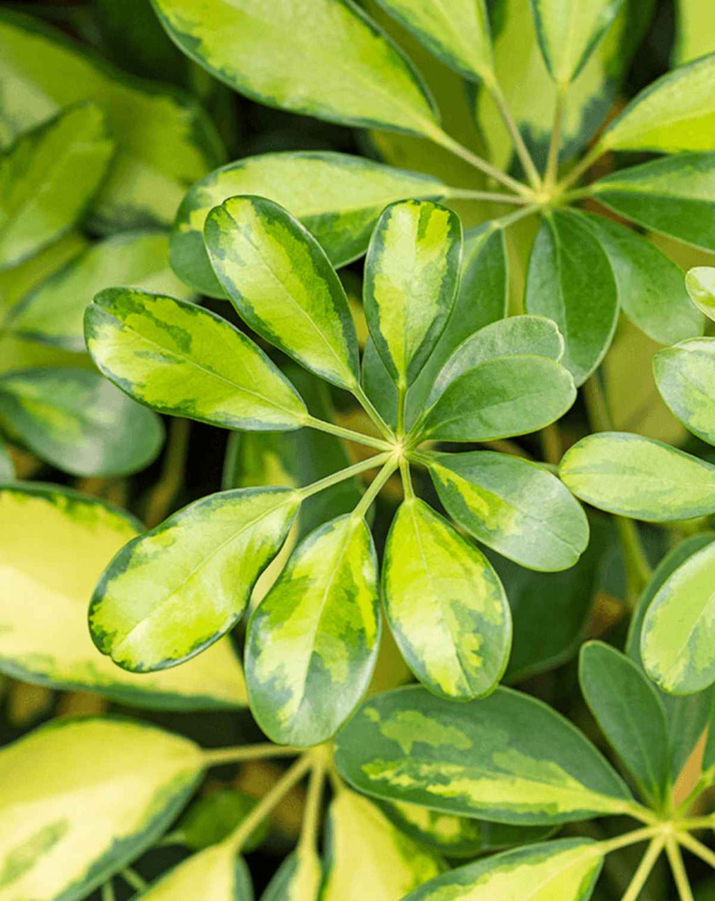 | DOCTEUR · PLANTES —