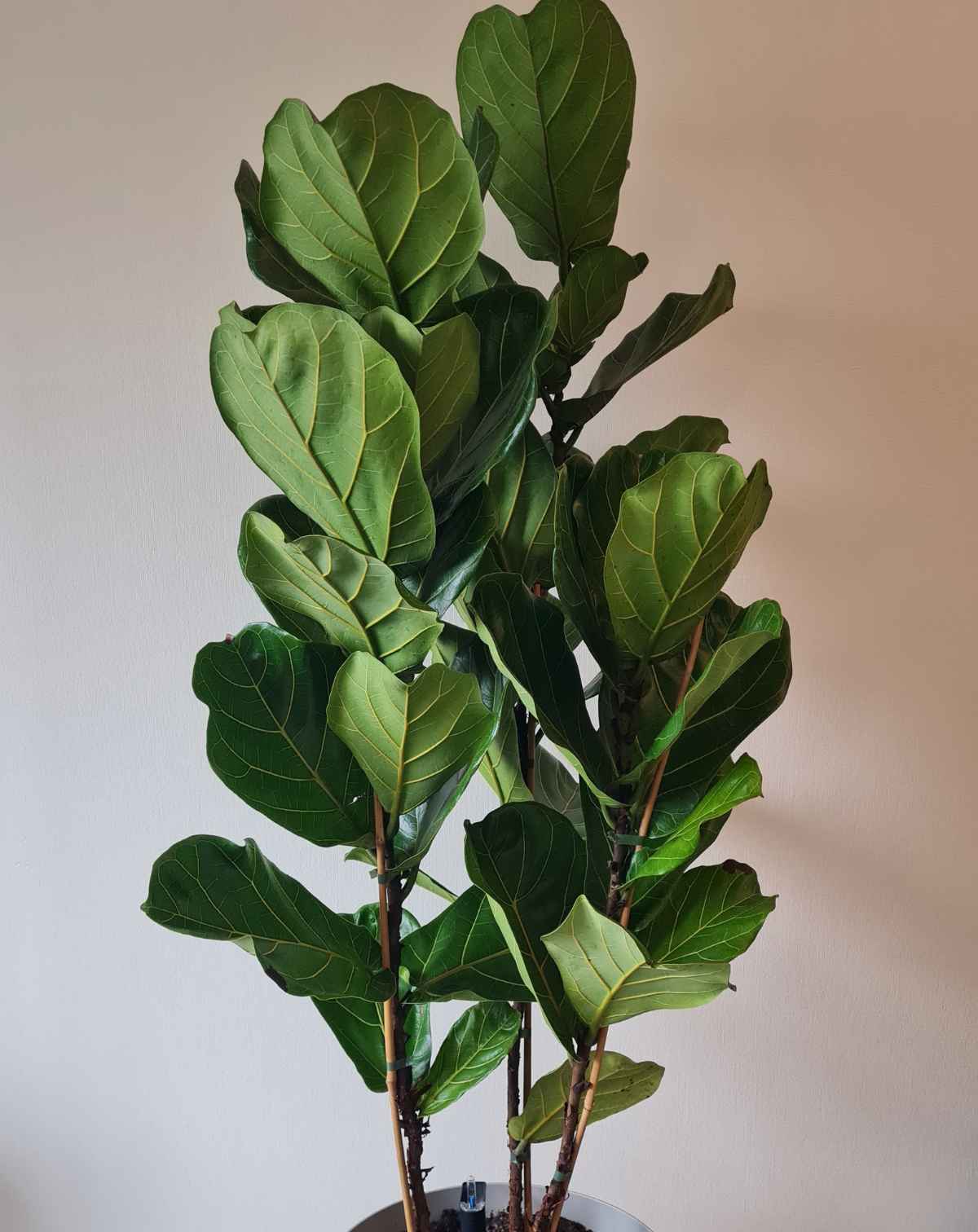 | DOCTEUR · PLANTES —