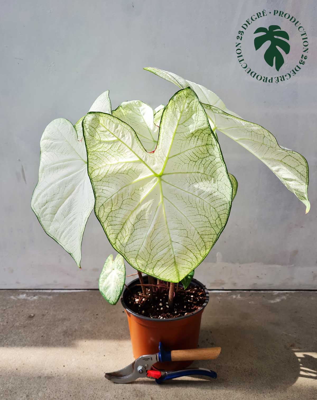 · Caladium 'Florida 'Moonlight' |