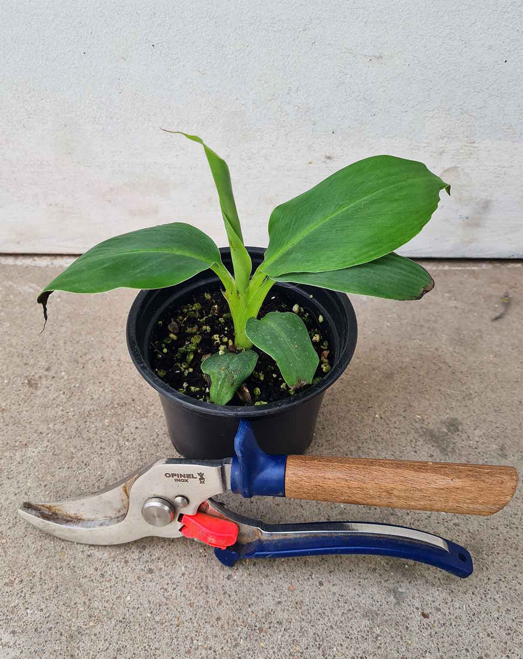 | Musa · acuminata 'Dwarf Cavendish' - Bananier d'intérieur