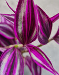 | Tradescantia — zebrina 'Pink Paradise' ·