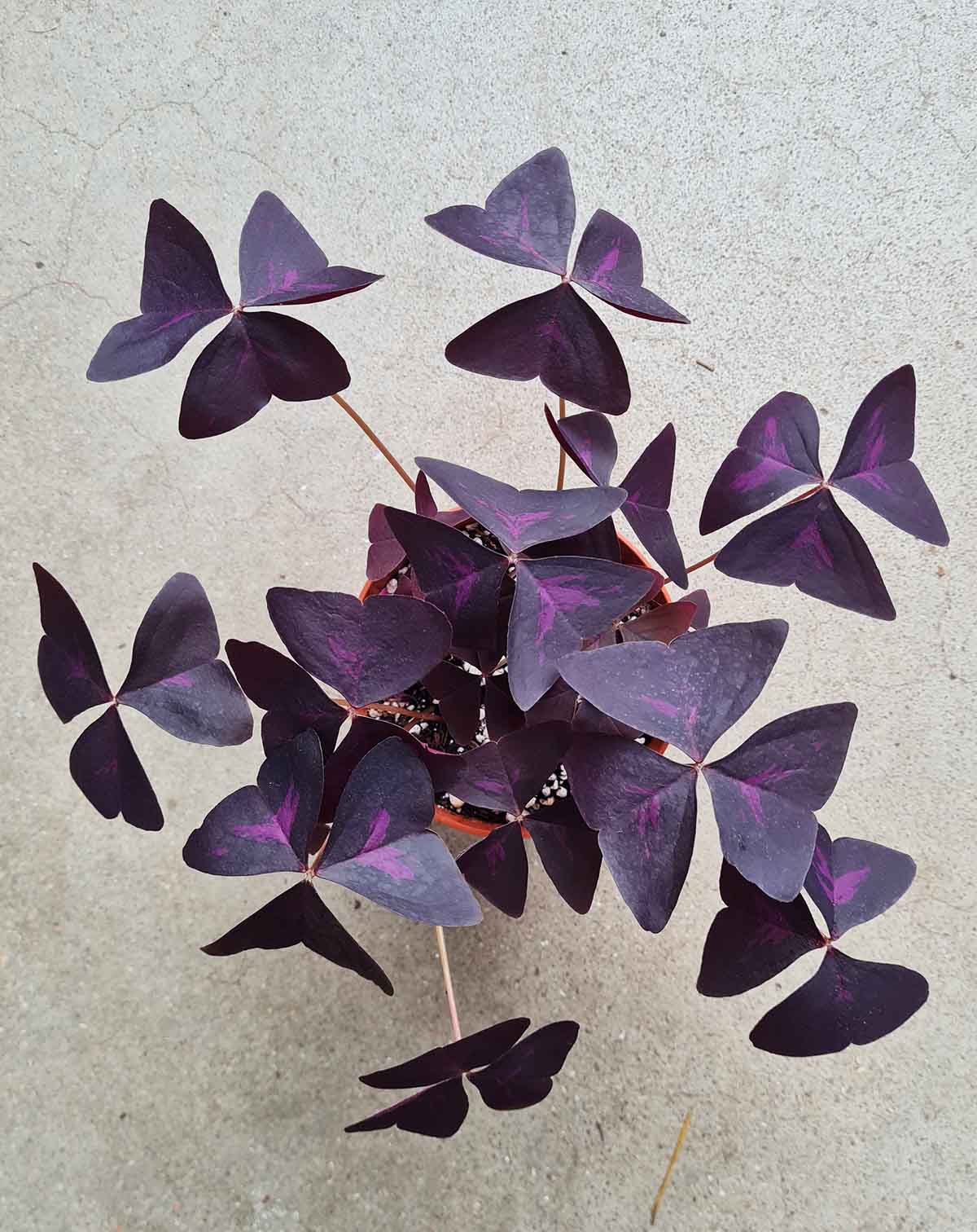Oxalis — triangularis ·