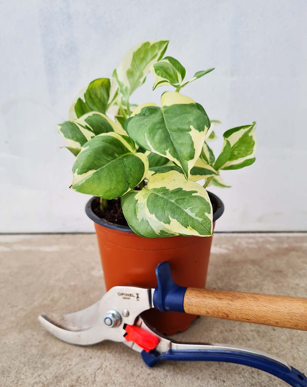 · Epipremnum — aureum 'N'joy' |